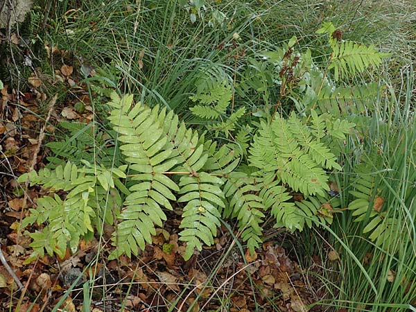 Osmunda regalis \ Knigs-Farn / Royal Fern, D Dosenmoor 16.9.2021