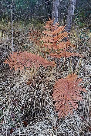 Osmunda regalis \ Knigs-Farn / Royal Fern, D Bad Dürkheim 19.11.2023