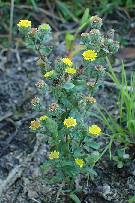 Pulicaria vulgaris \ Kleines Flohkraut / Small Fleabane, D Lampertheim 10.9.2026