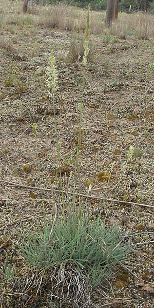 Koeleria glauca \ Blaugrnes Schillergras / Blue Hair Grass, D Sandhausen 25.5.2007