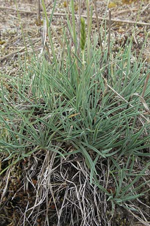 Koeleria glauca, Blaugrünes Schillergras