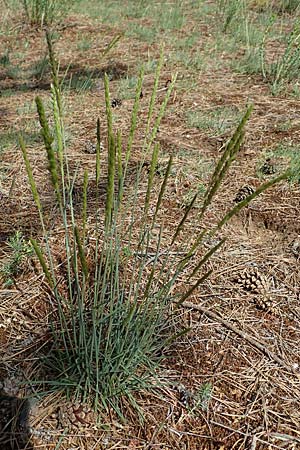 Koeleria glauca \ Blaugrnes Schillergras / Blue Hair Grass, D Jugenheim an der Bergstraße 12.5.2020