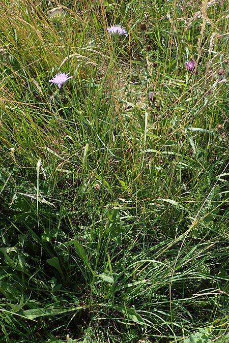 Knautia gracilis \ Zierliche Witwenblume / Dainty Scabious, D Allenbach 26.6.2023