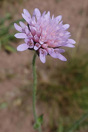 Knautia gracilis \ Zierliche Witwenblume / Dainty Scabious, D Nonnweiler 26.6.2023