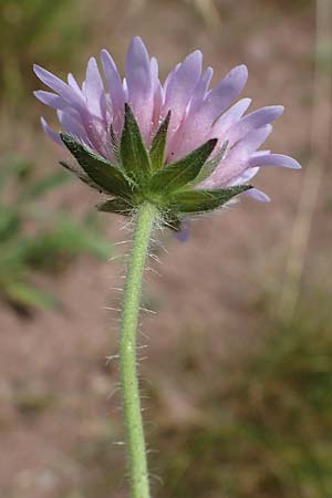 Knautia gracilis \ Zierliche Witwenblume / Dainty Scabious, D Nonnweiler 26.6.2023