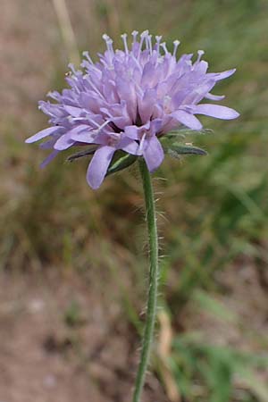 Knautia gracilis \ Zierliche Witwenblume / Dainty Scabious, D Nonnweiler 26.6.2023