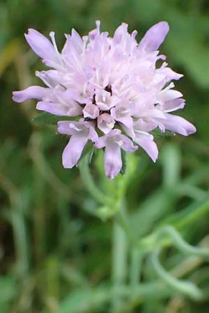 Knautia gracilis \ Zierliche Witwenblume / Dainty Scabious, D Bad Bergzabern 19.7.2023