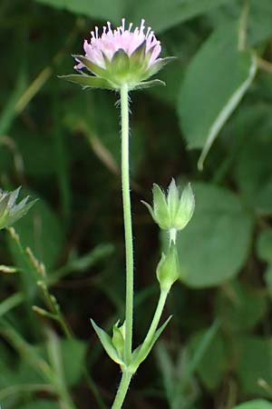 Knautia gracilis \ Zierliche Witwenblume / Dainty Scabious, D Bad Bergzabern 19.7.2023