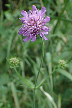 Knautia gracilis \ Zierliche Witwenblume / Dainty Scabious, D Bad Bergzabern 19.7.2023