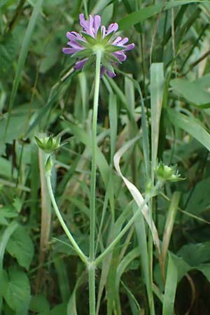 Knautia gracilis \ Zierliche Witwenblume / Dainty Scabious, D Bad Bergzabern 19.7.2023