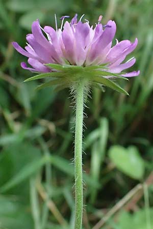 Knautia gracilis \ Zierliche Witwenblume / Dainty Scabious, D Bad Bergzabern 19.7.2023