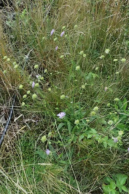 Knautia gracilis \ Zierliche Witwenblume / Dainty Scabious, D Erndtebrück 29.7.2023