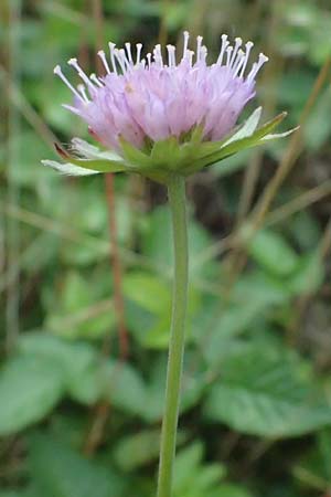 Knautia gracilis \ Zierliche Witwenblume / Dainty Scabious, D Erndtebrück 29.7.2023