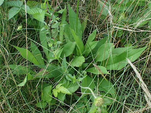 Knautia gracilis \ Zierliche Witwenblume / Dainty Scabious, D Erndtebrück 29.7.2023