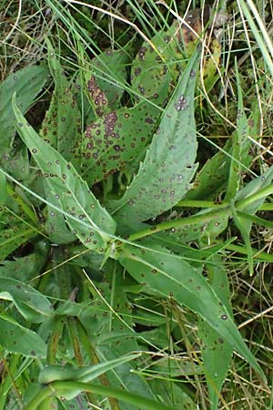 Knautia gracilis \ Zierliche Witwenblume / Dainty Scabious, D Erndtebrück 29.7.2023