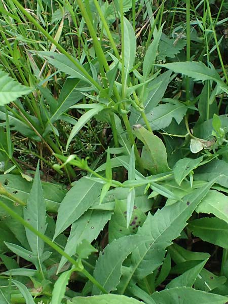Knautia gracilis \ Zierliche Witwenblume / Dainty Scabious, D Erndtebrück 29.7.2023