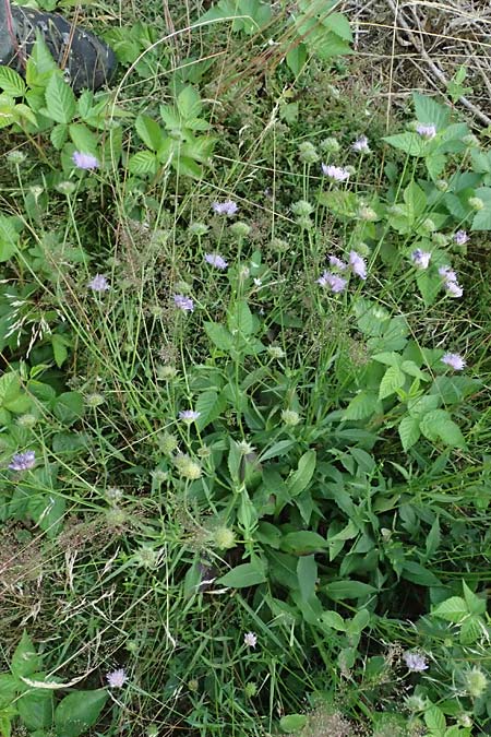Knautia gracilis \ Zierliche Witwenblume / Dainty Scabious, D Erndtebrück 29.7.2023