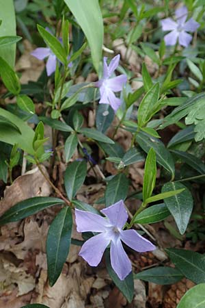 Vinca minor \ Kleines Immergrn / Lesser Periwinkle, D Kraichgau, Malsch 8.4.2016