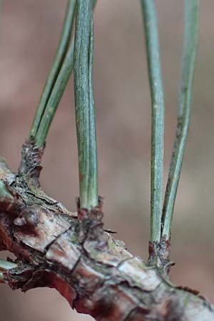 Pinus sylvestris \ Wald-Kiefer, Fhre / Scot's Pine, D Odenwald, Beerfelden 18.2.2017