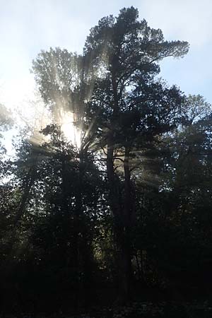 Pinus sylvestris \ Wald-Kiefer, Fhre / Scot's Pine, D Wachenheim 15.10.2017