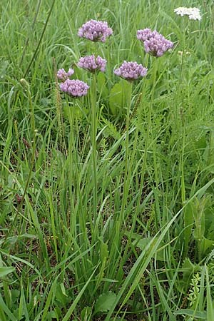 Allium angulosum \ Kanten-Lauch / Angle Onion, D Groß-Gerau 28.7.2017
