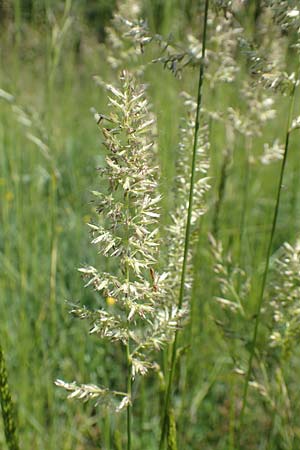 Koeleria pyramidata, Pyramiden-Kammschmiele Koeleria pyramidata, Pyramiden-Kammschmiele