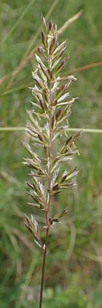 Koeleria macrantha \ Zierliches Schillergras, Steppen-Kammschmiele / Prairie June Grass, D Grünstadt-Asselheim 25.5.2020