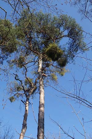 Pinus sylvestris \ Wald-Kiefer, Fhre / Scot's Pine, D Mannheim-Pfingstberg 24.3.2021