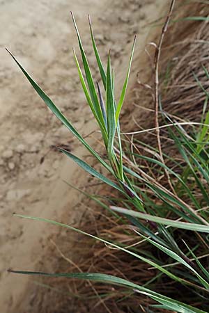Dianthus carthusianorum subsp. carthusianorum \ Kartuser-Nelke / Carthusian Pink, D Bensheim 29.4.2022