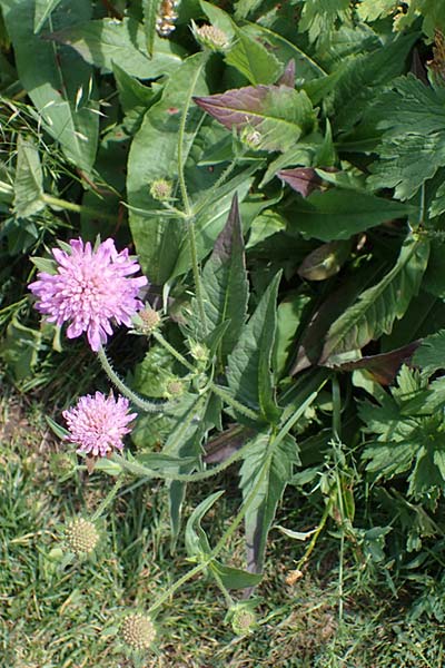 Knautia gracilis \ Zierliche Witwenblume / Dainty Scabious, D Rhön, Heidelstein 20.6.2023