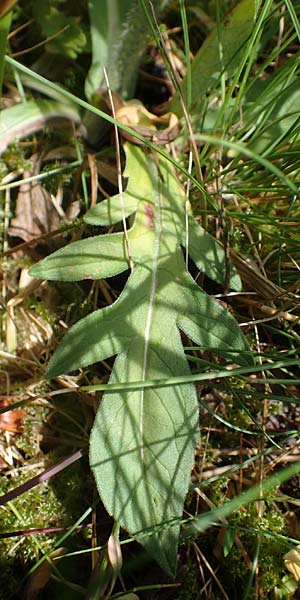 Knautia gracilis \ Zierliche Witwenblume / Dainty Scabious, D Rhön, Heidelstein 20.6.2023