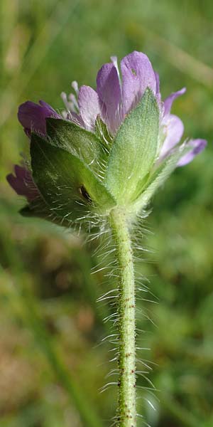 Knautia gracilis \ Zierliche Witwenblume / Dainty Scabious, D Rhön, Heidelstein 20.6.2023