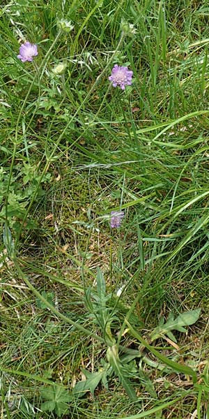 Knautia gracilis \ Zierliche Witwenblume / Dainty Scabious, D Rhön, Heidelstein 20.6.2023