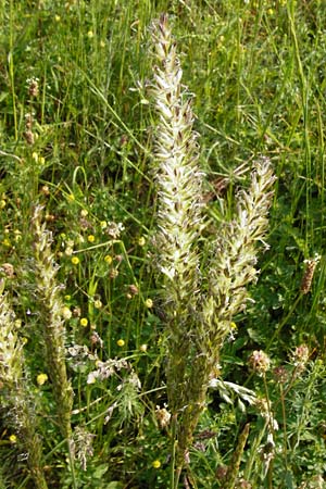 Koeleria pyramidata \ Pyramiden-Kammschmiele / Pyramidal Hair Grass, D Limburg 22.5.2015