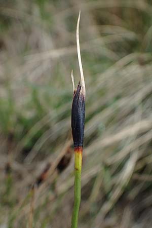 Schoenus nigricans \ Schwrzliche Kopfbinse / Black Bog-Rush, D Neuleiningen 28.5.2021