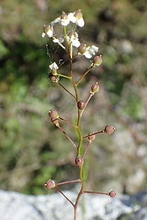 Kernera saxatilis \ Felsen-Kugelschtchen / Kernera, D Fridingen 3.6.2015