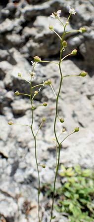 Kernera saxatilis \ Felsen-Kugelschtchen / Kernera, D Fridingen 3.6.2015