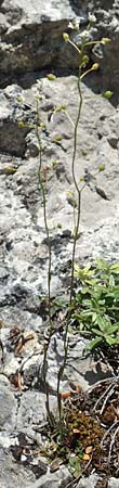 Kernera saxatilis \ Felsen-Kugelschtchen / Kernera, D Fridingen 3.6.2015