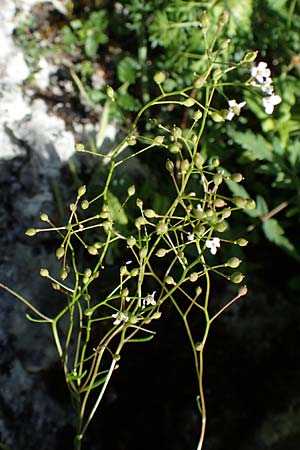 Kernera saxatilis \ Felsen-Kugelschtchen / Kernera, D Fridingen 3.6.2015