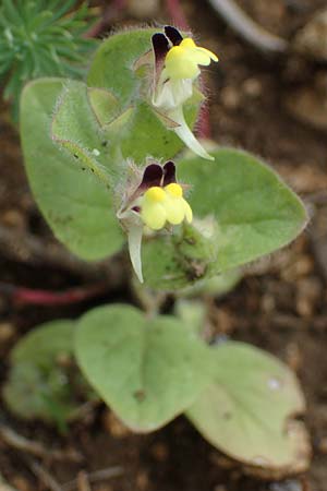 Kickxia spuria \ Unechtes Tnnel-Leinkraut / Round-Leaved Fluellen, D Grünstadt-Asselheim 6.8.2021