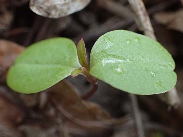 Impatiens parviflora \ Kleinbl�tiges Springkraut / Small Balsam, D Bensheim 28.3.2026