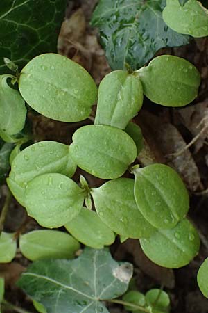 Impatiens parviflora \ Kleinbl�tiges Springkraut / Small Balsam, D Bensheim 28.3.2026
