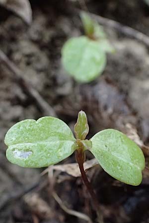Impatiens parviflora \ Kleinbl�tiges Springkraut / Small Balsam, D Bensheim 28.3.2026