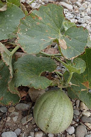 Cucurbita pepo, Krbis