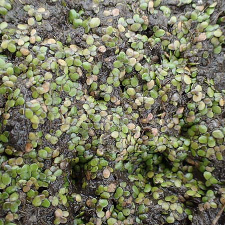 Lemna minor \ Kleine Wasserlinse / Common Duckweed, D Bürstadt 30.9.2016