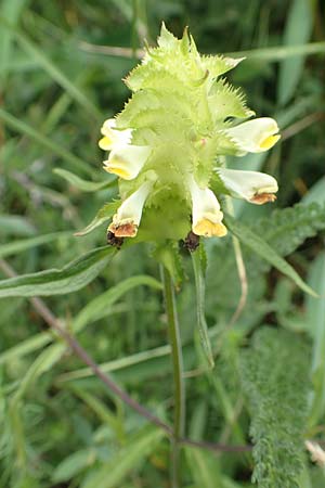 Melampyrum cristatum \ Kamm-Wachtelweizen / Crested Cow-Wheat, D Grünstadt-Asselheim 25.5.2020