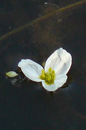 Luronium natans \ Froschkraut, Schwimmlffel / Floating Water-Plantain, D Dorsten 14.6.2018