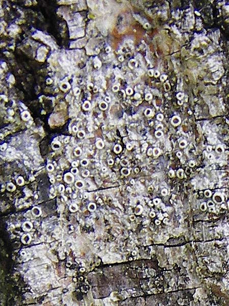 Lecanora carpinea ? \ Weibuchen-Kuchenflechte, D Schwarzwald, Hornisgrinde 5.8.2015