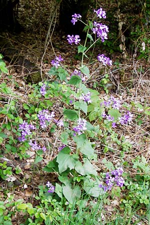 Lunaria annua \ Einjhriges Garten-Silberblatt / Honesty, D Odenwald, Zotzenbach 2.5.2015