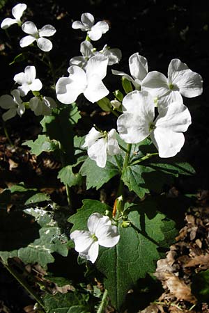Lunaria annua \ Einjhriges Garten-Silberblatt / Honesty, D Waghäusel 5.5.2015
